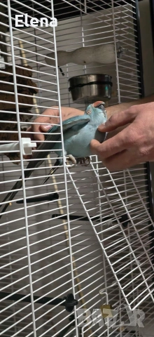 Продавам папагал с лакомство, снимка 3 - Папагали - 54095755