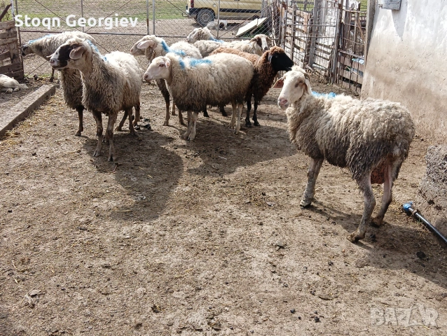 Овце за клане