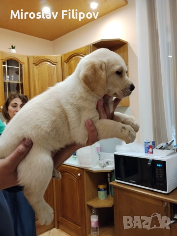 Лабрадор 3-мъжки 2-женски , снимка 5 - Лабрадор ретривър - 52869132