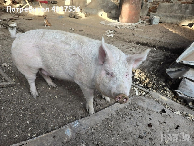 Домашно прасе за клане, снимка 2 - Прасета - 52843787