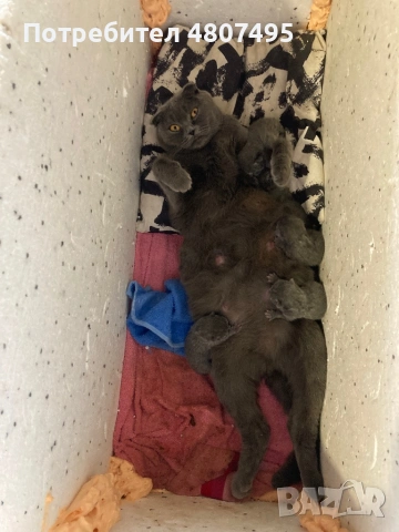 Продавам шотландски клепоухи малки котенца 😻, снимка 13 - Други - 54309809