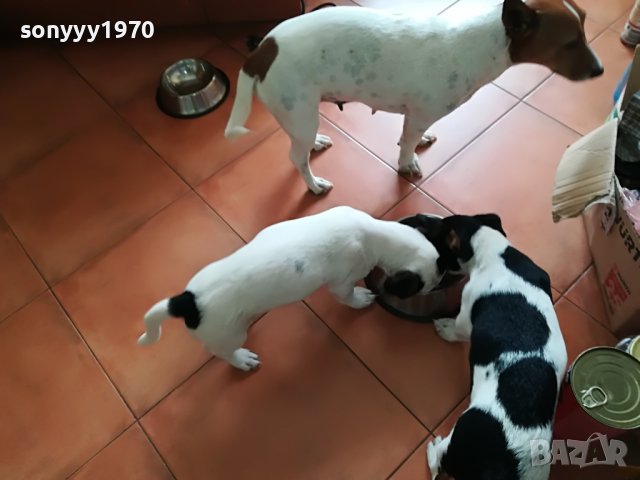 сладурана ДЖАК ЖЕНСКО НА 11 МЕСЕЦА 350ЛВ  1905221052, снимка 18 - Джак ръсел териер - 36809547