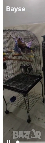 Аратинга с документи, снимка 4 - Папагали - 52889360