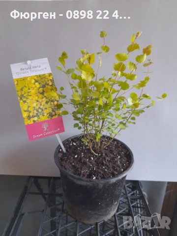 Жълта бреза джудже – Betula Golden Nana, снимка 5 - Разсади - 52714432