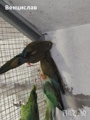 продавам папагали , снимка 3 - Папагали - 54076188