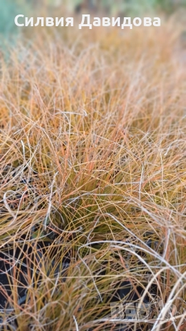 Карекс Прериен огън , снимка 5 - Други стоки за дома - 52024086