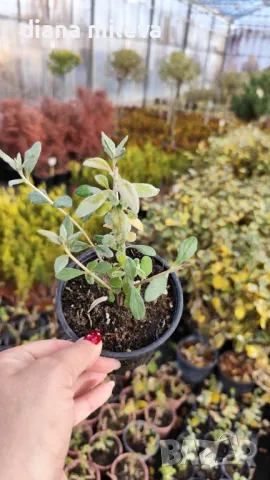 Теукриум, Teucrium Fruticans, снимка 5 - Градински цветя и растения - 39343405