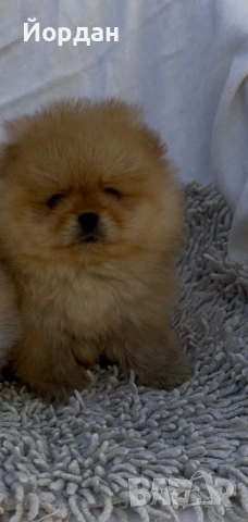 померани момчета, снимка 7 - Померан - 54303264