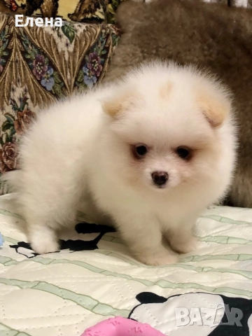 Померанче, снимка 12 - Померан - 52392869