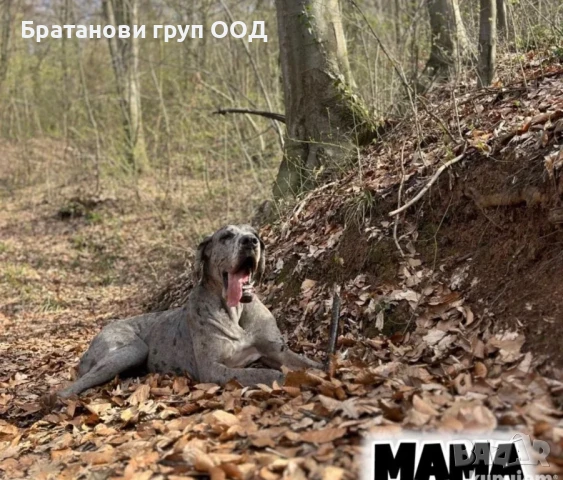 Немски дог с родословие, снимка 5 - Други - 51329168