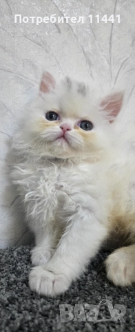 Персийско котенце, снимка 3 - Персийска - 52845721