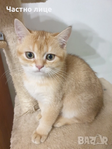 Шотландски котета златна чинчила