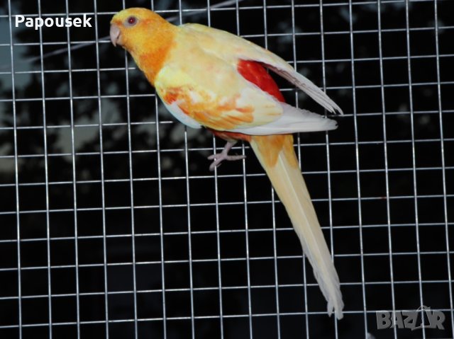 Пойни Папагали