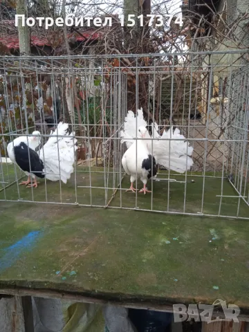 Фенерлии мъжки