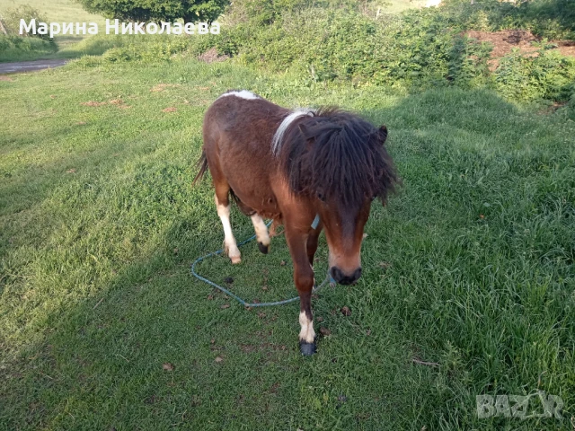 Своободно мъжко пони