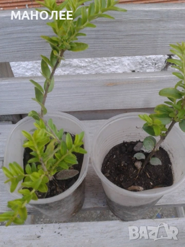 💐🪴💐Лоницера " Нитида "🎁🦋🌷, снимка 2 - Градински цветя и растения - 53036713