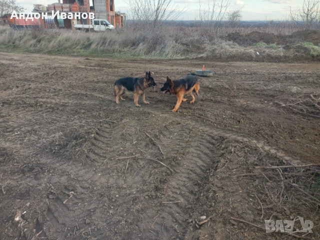 Парцел ( земеделска земя , лозе ) , снимка 2 - Земеделска земя - 36522321