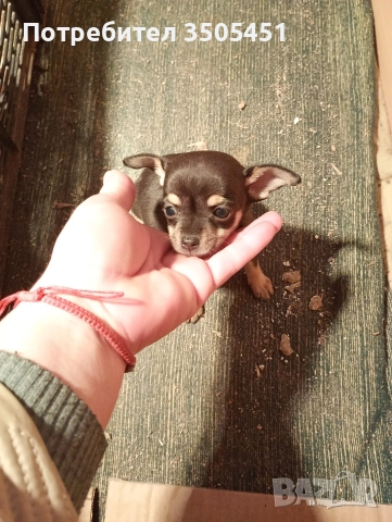 чихопинчерче мъжко , снимка 2 - Чихуахуа - 52832488