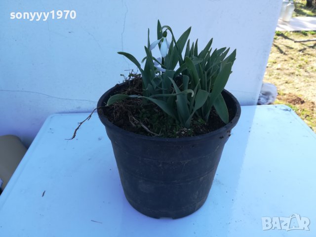 КОКИЧЕНЦА-ГРЪМ В САКЦИЯ 1902240804, снимка 3 - Градински цветя и растения - 44363362