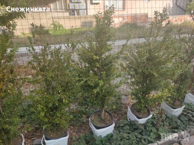 Дървовидни чемшири с подарък ружа, снимка 3 - Градински цветя и растения - 42522056