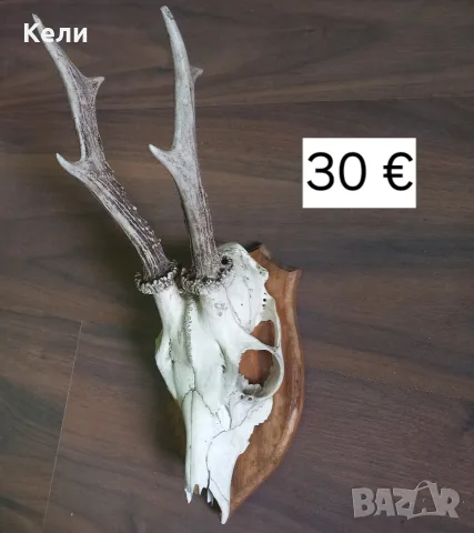 рога на сръндак