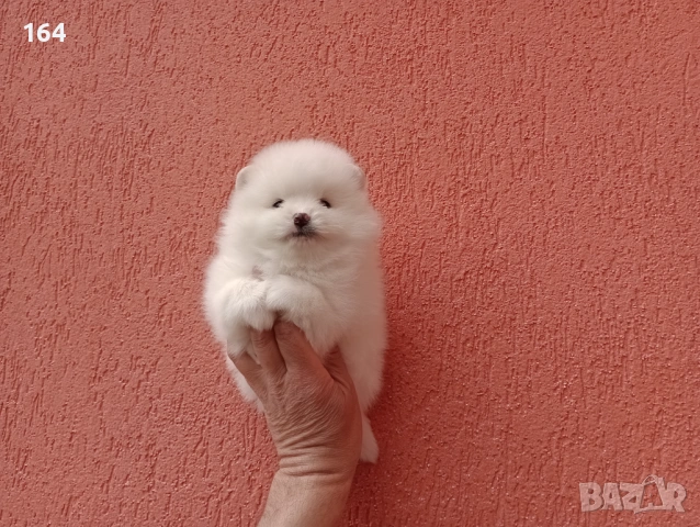 Бели Померани на различни възрасти., снимка 10 - Померан - 54135417