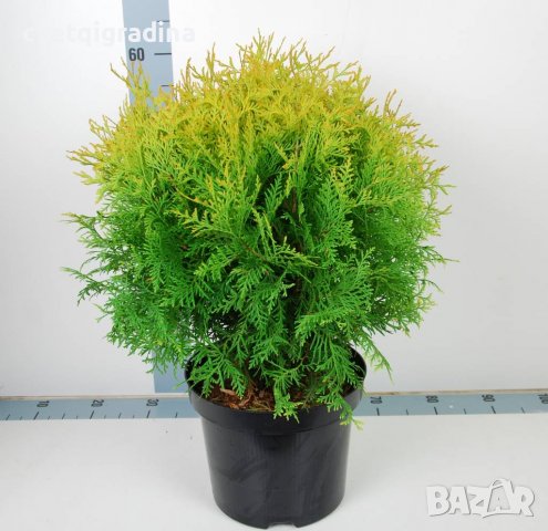 Thuja occ. Golden Globe(Туя златен глобус), снимка 3 - Градински цветя и растения - 37492431