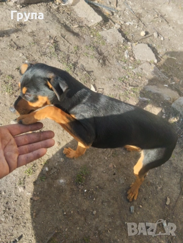 Продавам 2 Кучета , снимка 6 - Пинчер - 53068416