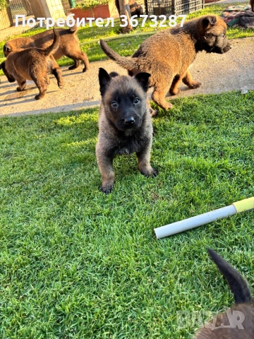 Белгийска овчарка Малинова