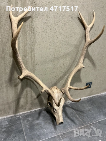 Еленски трофей, снимка 4 - Декорация за дома - 53939505