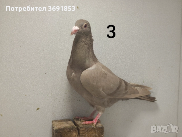 Цветни пощи, снимка 14 - Гълъби - 52336823