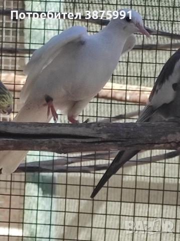 Продавам сенегалски гургулици, може и бартер, снимка 3 - Папагали - 47480982