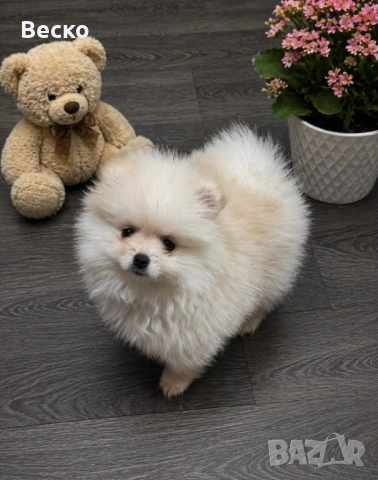 Померан мини женско 