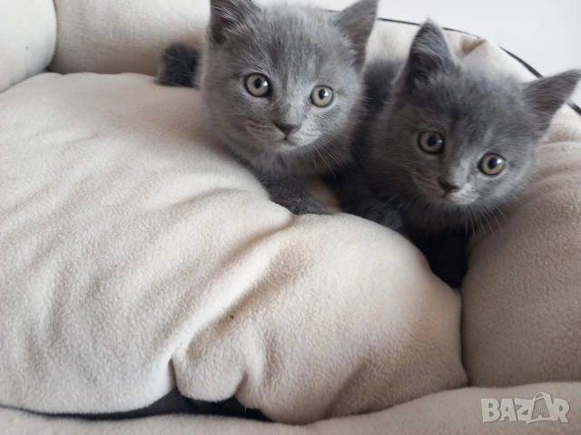 Британски Котета момичета , снимка 3 - Британска късокосместа - 52933244