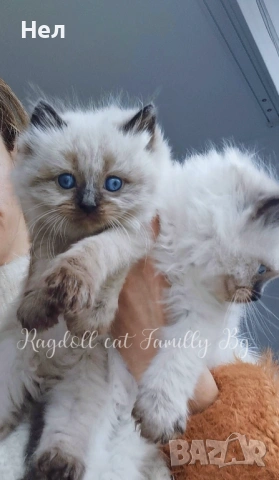 Ragdoll рагдол/регдол  котета мъжки, снимка 3 - Други - 51000590
