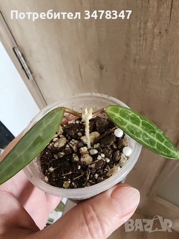 Хоя Eliptika splash, снимка 2 - Стайни растения - 53992786