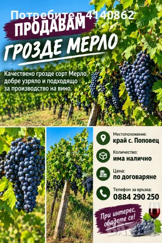 Грозде Мерло на едро и дребно 