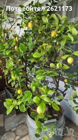 Голямо лимоново дърво