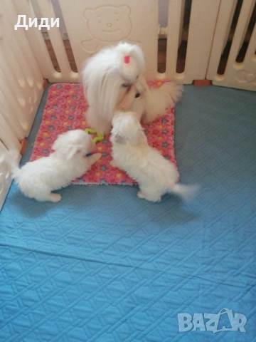 Малтийска болонка, снимка 3 - Болонка - 54104548