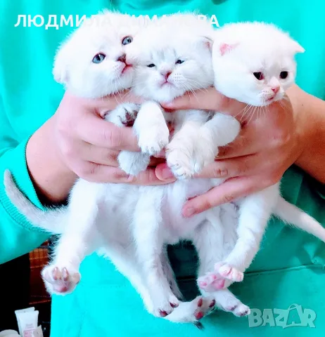 Шотландски мъжки женски , снимка 3 - Британска късокосместа - 56495745