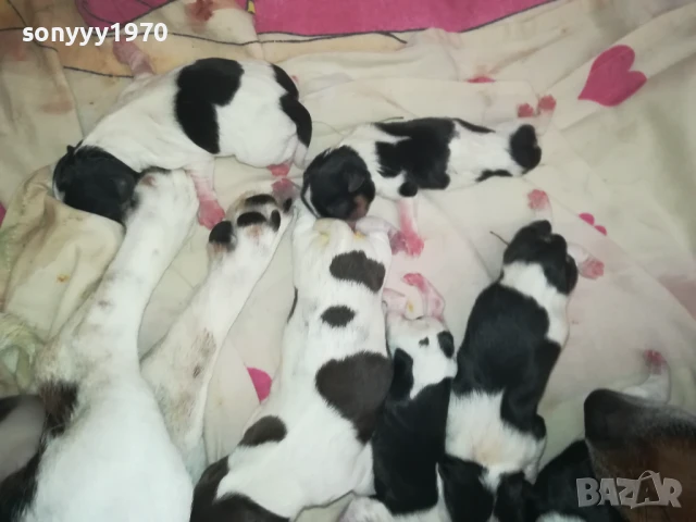 ДЖАК РЪСЕЛ БЕБЕТА-РОДЕНИ ДНЕС 11.08.25г 1108251538, снимка 5 - Джак ръсел териер - 51328877