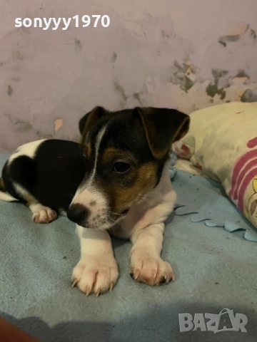 ДЖАК РЪСЕЛ БЕБЕТА 1210251006