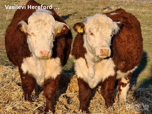 Елитни бикове Херефорд 