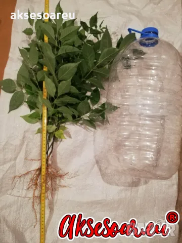 Продавам 400 висококачествени семена от медоносното дърво на пчеларя Еводия Даниели и разсад дръвчет, снимка 11 - Сортови семена и луковици - 49258651