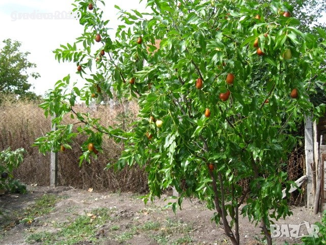 Хинап - Хинап сорт „Ли“ (Li) ГИГАНСКИ  В плододаваща възраст !!!, снимка 4 - Градински цветя и растения - 31773550