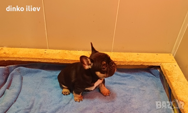 малки булдочета , снимка 10 - Френски булдог - 52907796