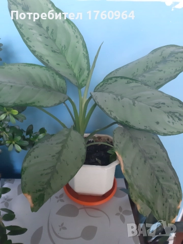 Фикус "Бенжамин",Аглаонема силвер,, снимка 1 - Стайни растения - 42361923