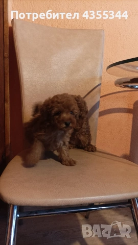 Мини пудел , снимка 2 - Пудели - 54294356