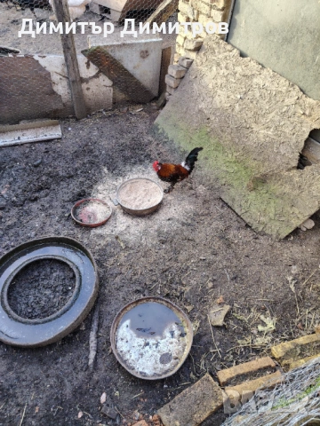  2 японски петлета джинки/5бр глухоням юрдек, снимка 2 - Патици и гъски - 53134150