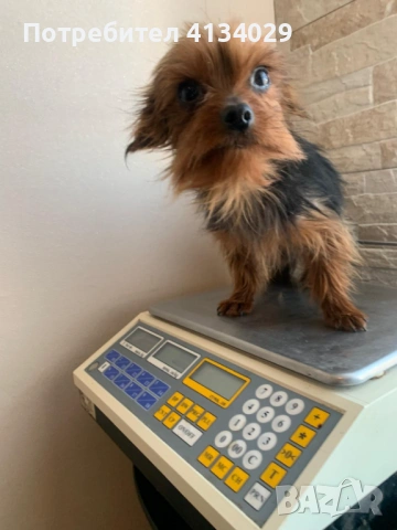Две мини Йорки мъжки на 1 година и един стандартен мъжки, снимка 16 - Йоркширски териер - 53227851
